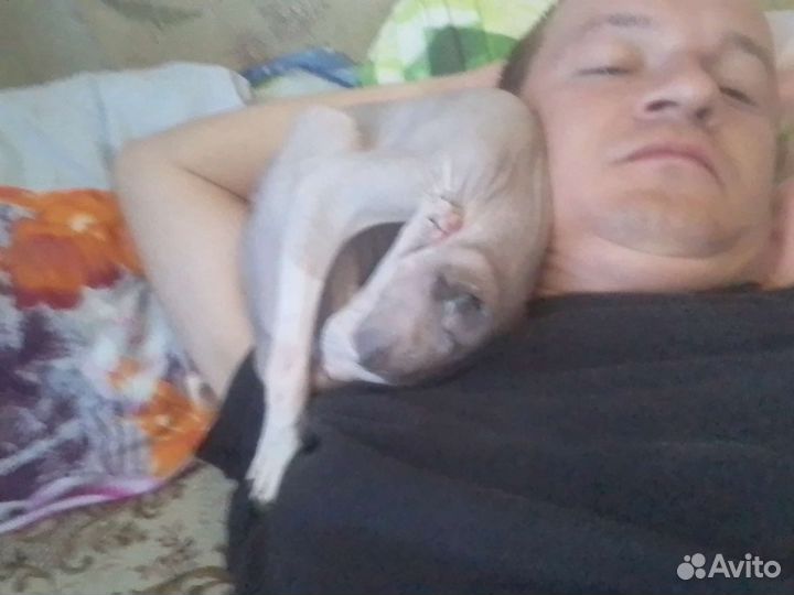 Сфинкс хорошая добрая молодая