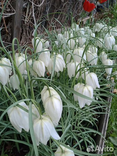 Цветы для сада