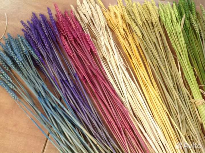 Сухоцветы голландские