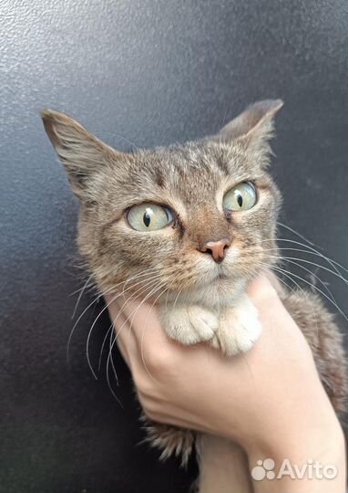 Спокойная, молодая кошечка