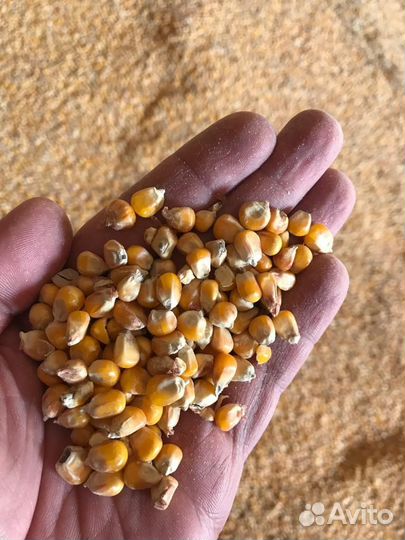 Кукуруза нн
