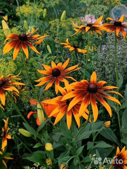 Рудбекия (многолетники для сада)