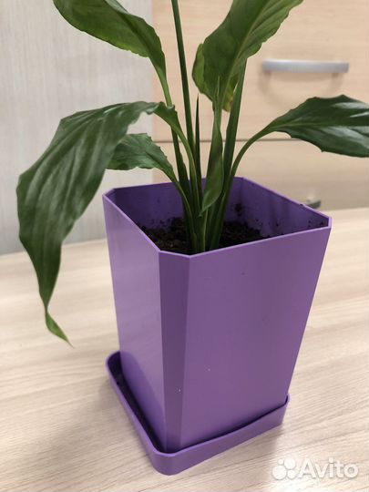 Спатифиллум