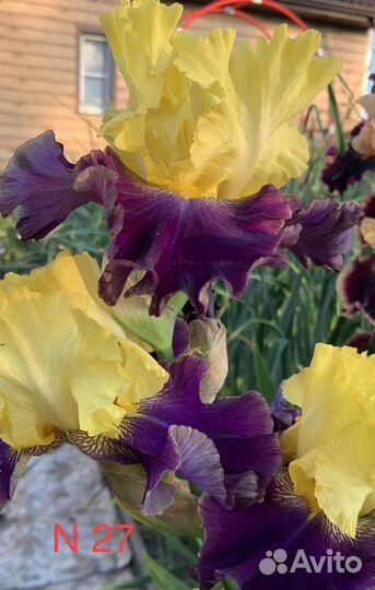 Ирисы бородатые