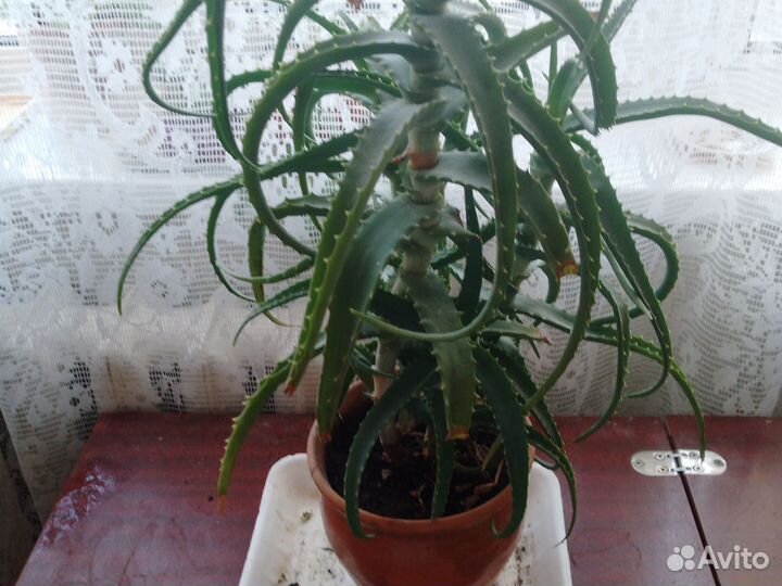 Алоэ столетник