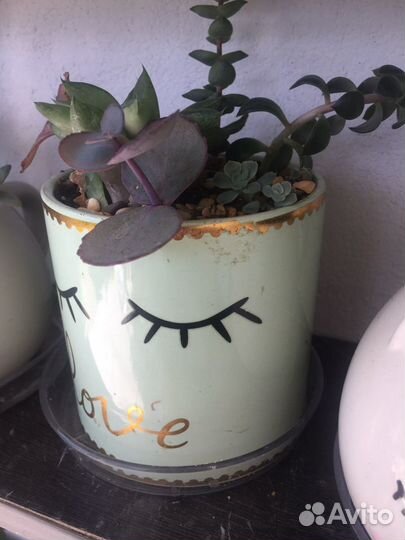 Кактусы и суккуленты, мини садики