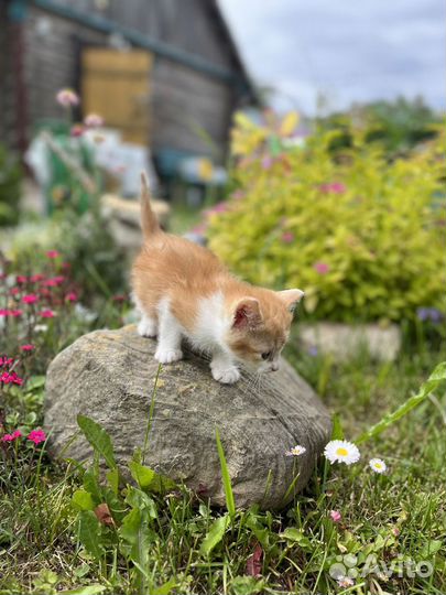 Котенок рыжик в добрые руки