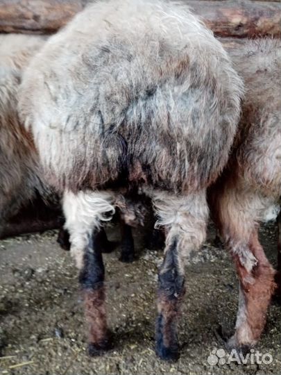 Бараны гиссарские