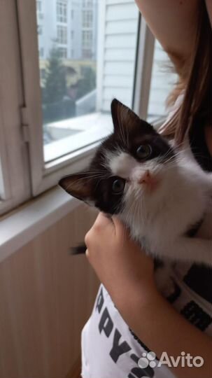 В добрые руки чудесного котика