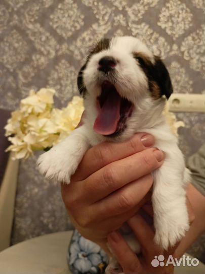 Щенки жесткошерстные джек Рассел терьер