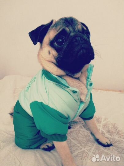 Комбинезон для маленькой собаки+ миска