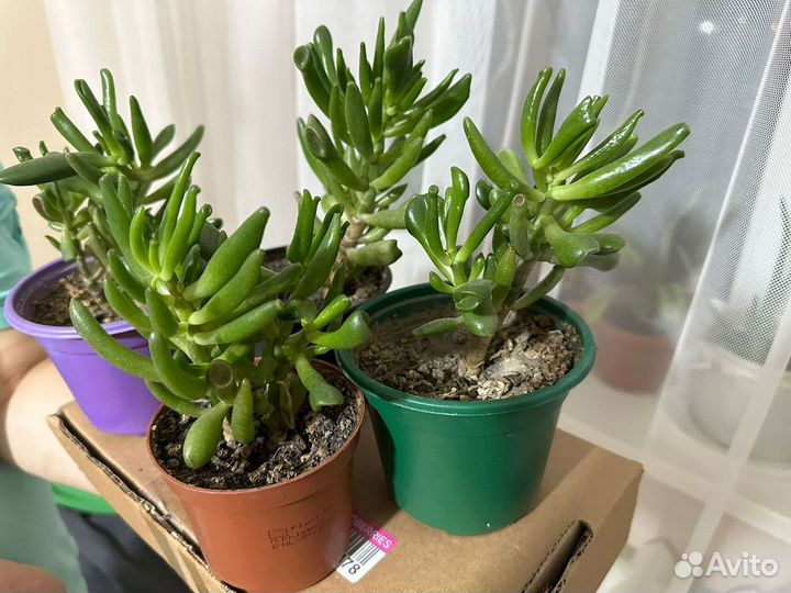 Денежное дерево