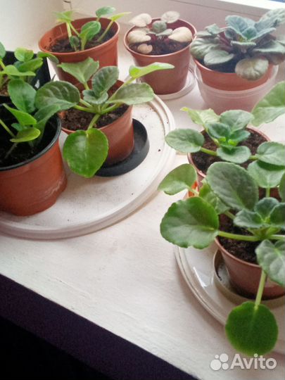 Комнатные цветы