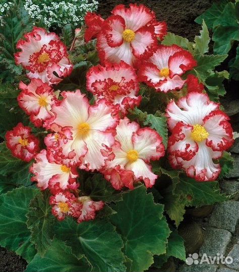 Бегония клубневая