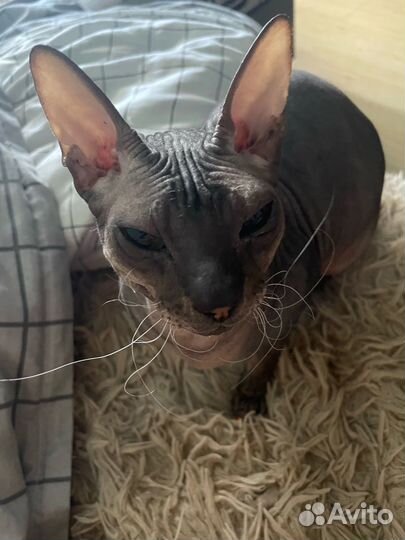 Донской сфинкс