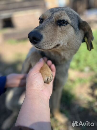 Собака в добрые руки