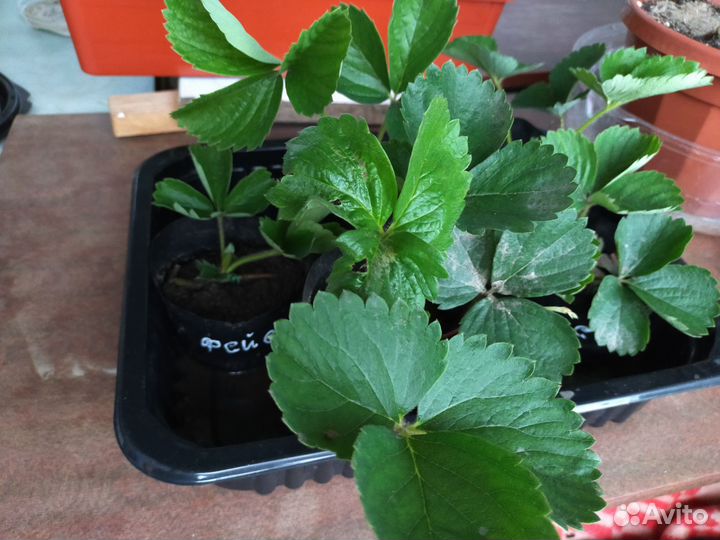 Саженцы (рассада) Клубники Фейерверк