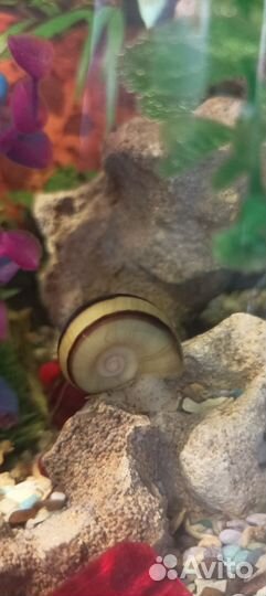 Улитки аквариумные Мариза