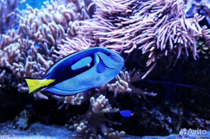 Рыбка Хирург голубой