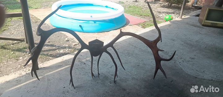 Продам рога оленя