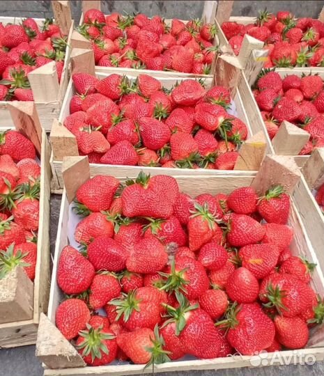 Продам свежую клубнику из Киргизии