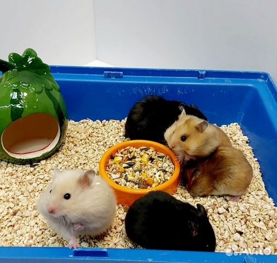 Сирийские хомяки