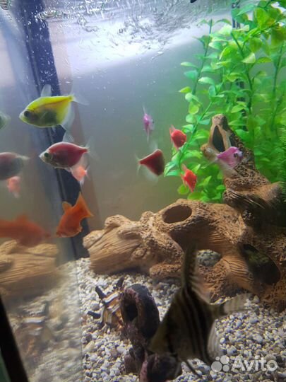 Аквариум