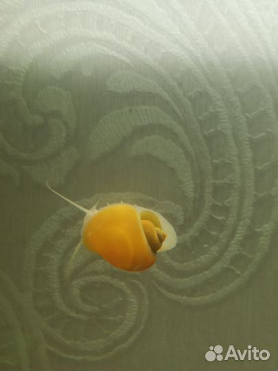 Улитки аквариумные ампулярии