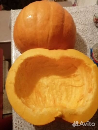 Рассада тыквы