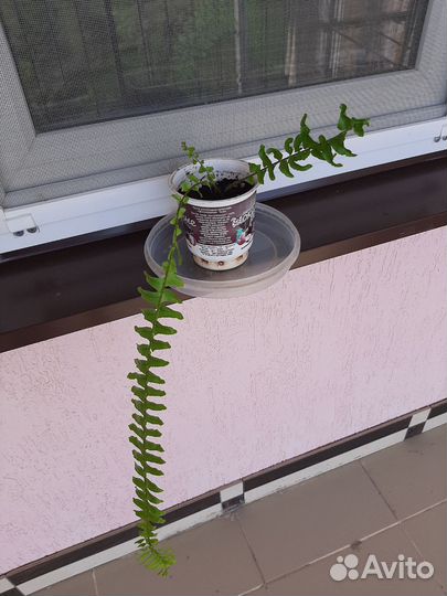 Папоротник простой