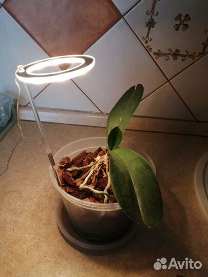Подсветка для растений