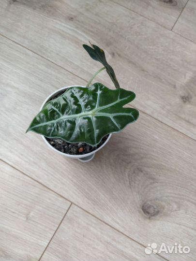 Алоказия Амазоника