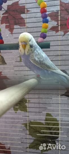 Выставочный волнистый попугай, самец