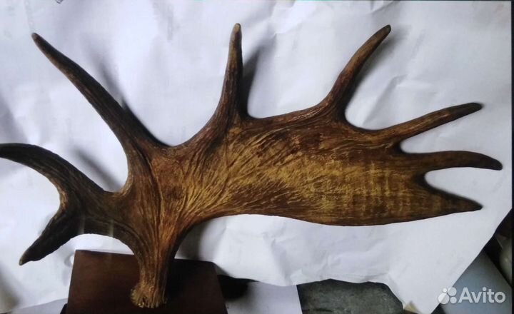 Рога лося. Большие 79х50х20 см. На стену