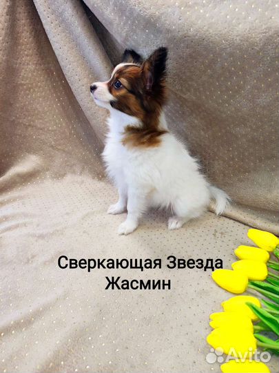 Щенки папийона