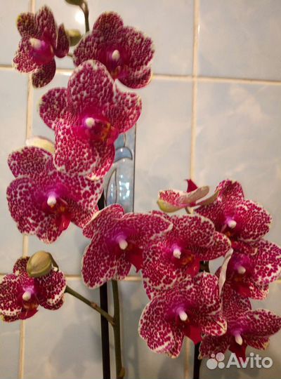 Коллекционные орхидеи
