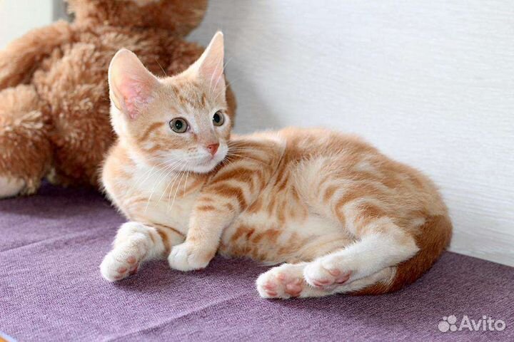 Рыжие котята