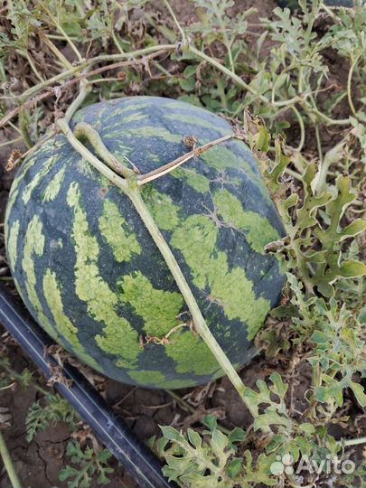 Арбуз оптом