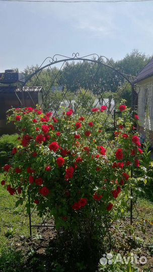 Садовая Шпалера