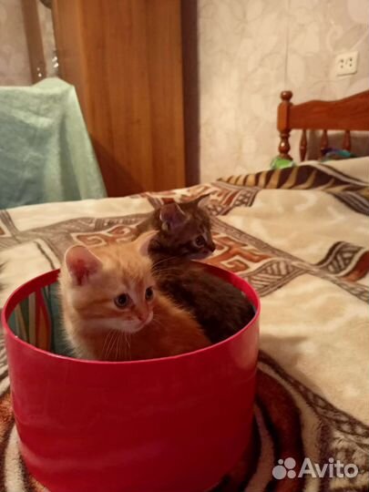 Котята
