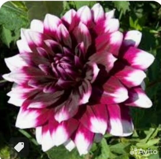 Корни георгин