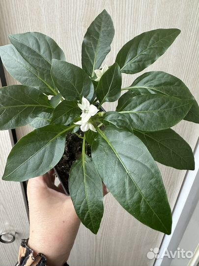 Перец острый цветной