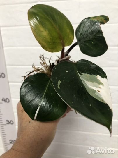 Филодендрон Вайт кнайт