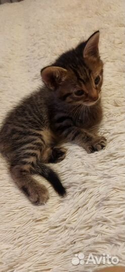 Котенок в добрые руки