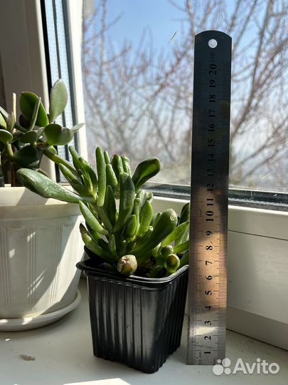 Алоэ, Рипсалис, Пеперомия, Церопегия, Толстянки