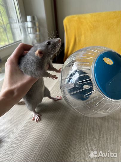 Шар прогулочный для грызунов