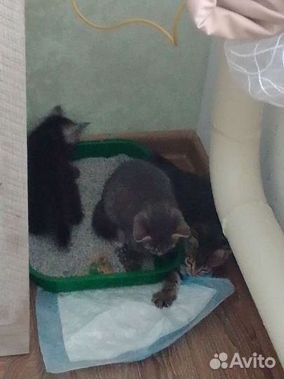 Кошки