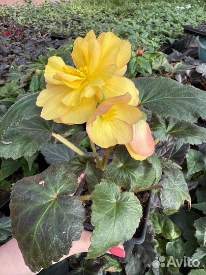 Бегония ампельная