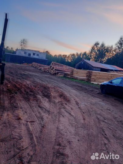 Лес кругляк сосна