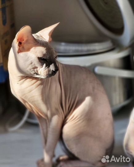 Котенок сфинкс